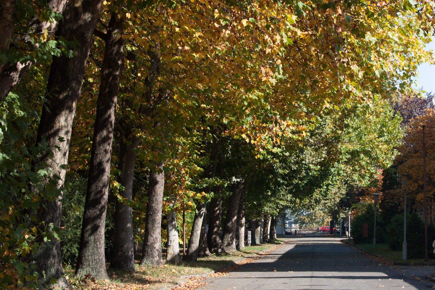What’s new under the sycamore trees?